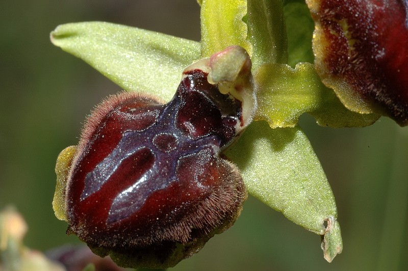 Ophrys sphegodes